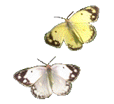2 бабочки анимация