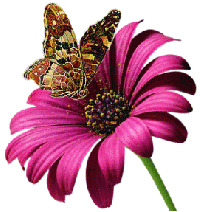 цветок с бабочкой