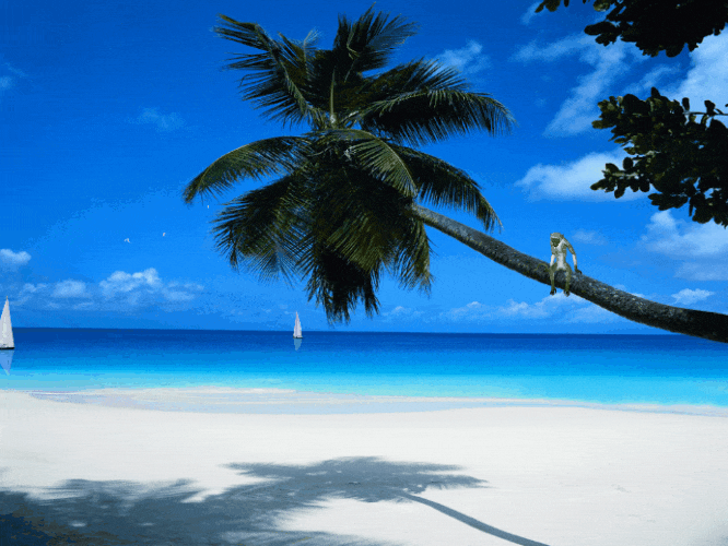 Пляж море обезьяна на пальме