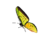 Бабочка анимация