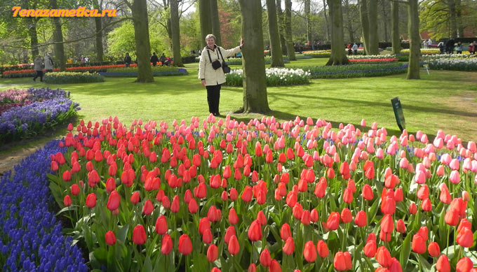 В парке цветов Кекенхоф в Нидерландах